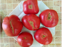 Томат Новое поколение Бурчема (Burcham's New Generation) США