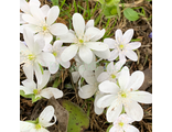 Hepatica nobilis var.alba