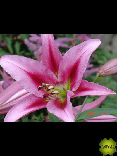 Лилия ОТ-ГИБРИД  "ПЕПЛ ПИНК" будет цвести в этом году!