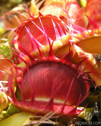 Dionaea muscipula Cross teeth