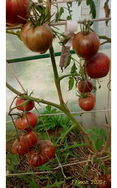 Томат Rebel Starfighter Prime (Мятежный звездный истребитель)