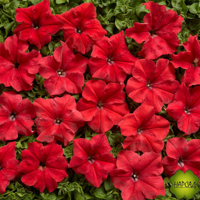 ПЕТУНИЯ АМПЕЛЬНАЯ ДЛЯ КАШПО 1 ШТ РАССАДА