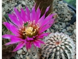 Echinocereus reichenbachii - 5 семян