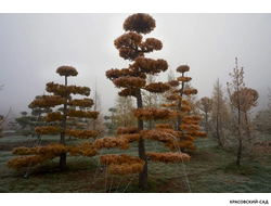 Ниваки - Бонсай садовый Лиственница европейская