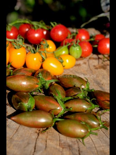 Томат Purple smaragd (Фиолетовый изумруд), 10 шт