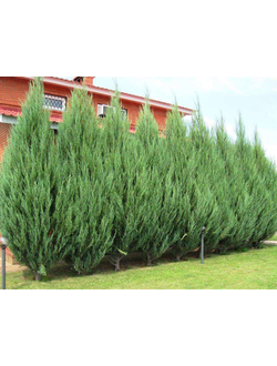 Можжевельник скальный «Скайрокет» С3,60-80