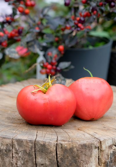 Томат Минусинский Низкий, 10 шт