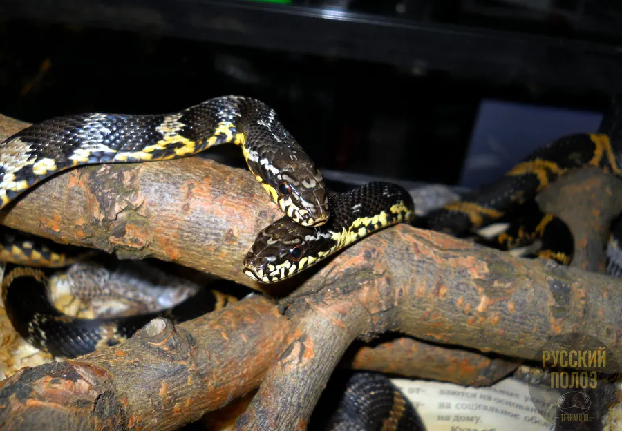 Амурский полоз, Полоз Шренка, Русский полоз, Elaphe shrenckii