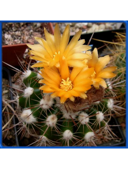 Parodia ayopayana L 961