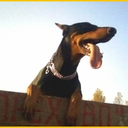 Спортивно-дрессировочная площадка "Орехово"