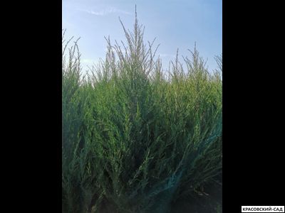 Можжевельник СкайРокет 5 метров