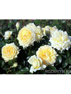 Роза Надя Мейандекор Nadia Meillandecor