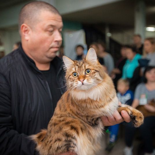 Курильский бобтейл ShawlsCity Tigris Show