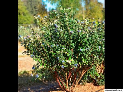 Голубика Блюкроп - Bluecrop