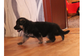 Гермионе 35 дней