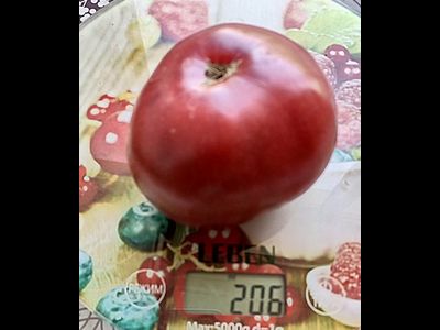 Томат Гари о Сена (Gary'O Sena)