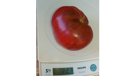 Гном Фиолетовое сердце