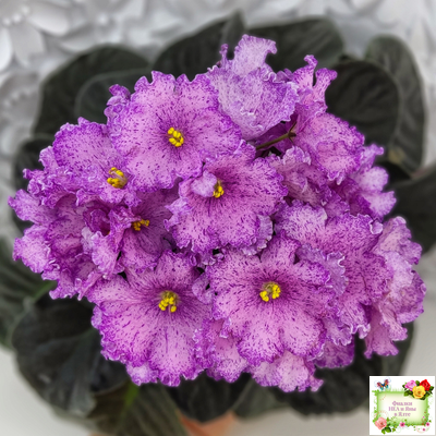 АВ-Самый Сок (Фиалковод) 2022 г.