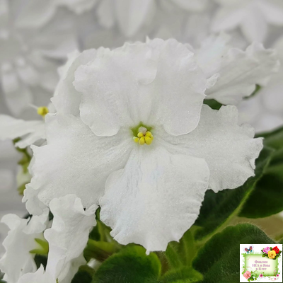 OS-Джунгарик (С.Осипова) (клакамас с кроновой пестролистностью)