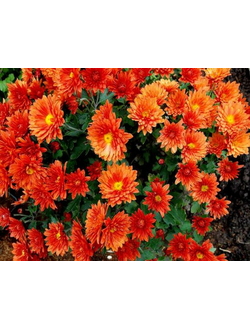 Хризантема мультифлора Branhill Orange