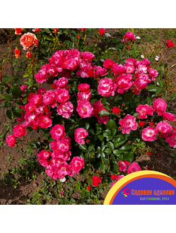 Ангела (Angela)