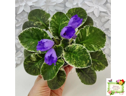 КНН-Крокус (Н. Куриленко) 2022 г. (пестролистный лонг)