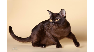 Соболиная кошка