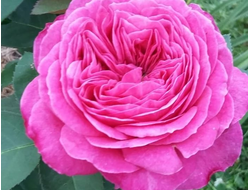 Поль Нерон (Paul Neron), ремонтантный гибрид , Levret .