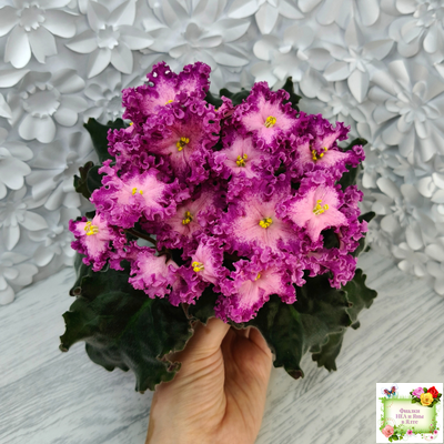 Nik-Любовный Напиток (Н. Булко) 2023 г.