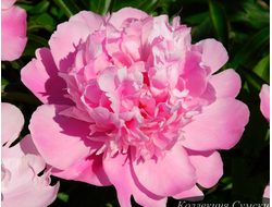 Пион Boris Yakovlev (Борис Яковлев) (Акимова)