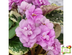 Alameda Trail (P.Harris) трейлер (лист посажен 06.10.25)