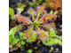 Семена Росянки Drosera MIX