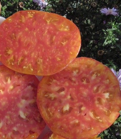 Томат Деревенский (HILBILLY)