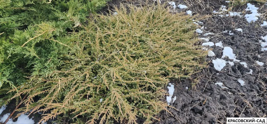Можжевельник обыкновенный Green Carpet - Грин Карпет - фото саженцев в снегу - Красовский-Сад.рф