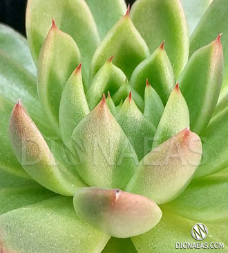 Echeveria Agavoides