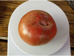 Томат гном Серый металлический пистолет (Gun Metal Grey)