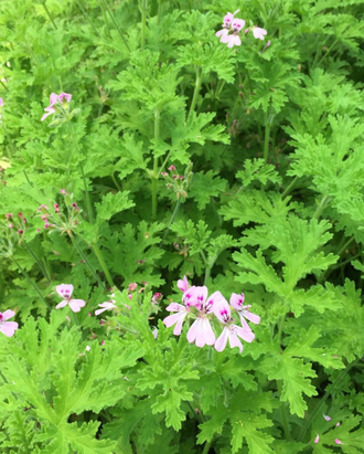 Герань розовая (Pelargonium roseum) Кашмир 10 мл - 100% натуральное эфирное масло