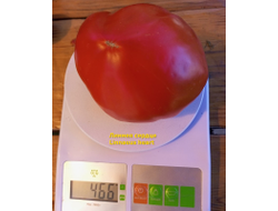 Томат Бычье Сердце Линни (Linnie’s Oxheart), США