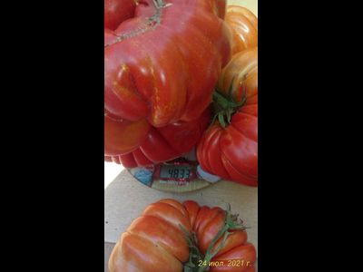 Томат Гигант Фарина (Gigante Farina, Италия)