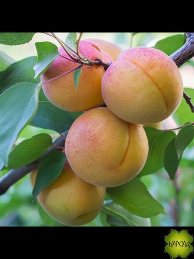 Водолей (очень сочный, морозостойкий)