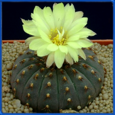 Frailea castanea FS 485