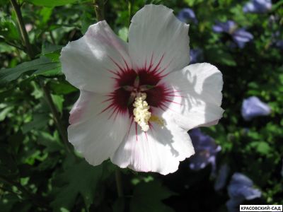 Гибискус Ред Хет - Red Heart