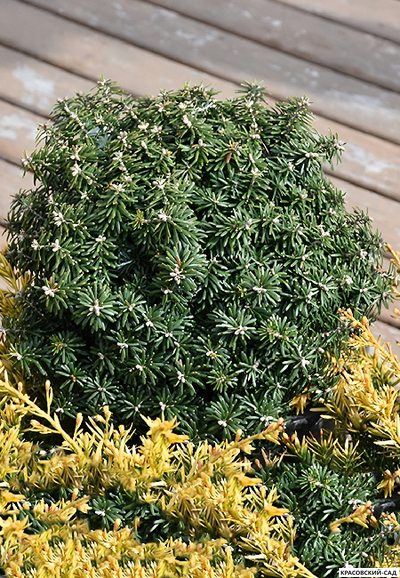 Пихта корейская Цис - фото хвои - красовский-сад.рф