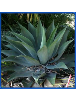 Agave pedunculifera