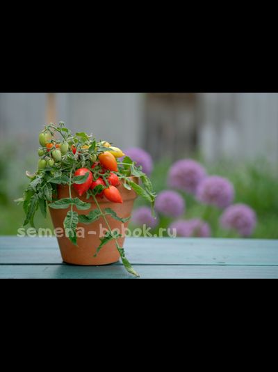 Микро Томат Funnyplums Red (Фанниплюмс Красный), 10 шт