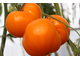 Земляника оранжевая – 2 (Orange Strawberry-2)