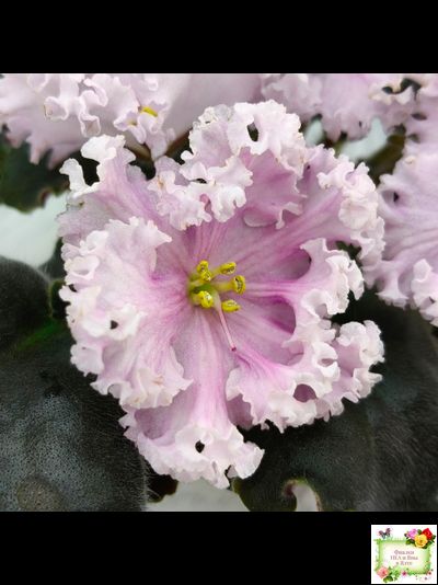 ВаТ-Любимая Внучка (Т.Валькова) 2016 г.