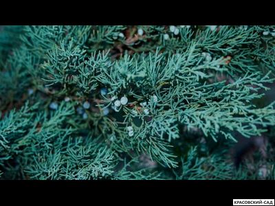 Можжевельник Блю Эрроу - 1 метр