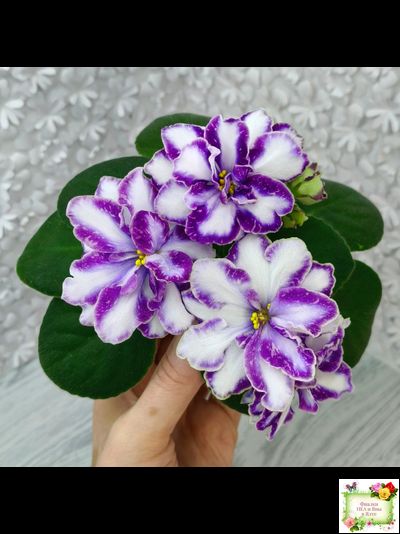 ЮШ-Надюша (И. Волкова) химера