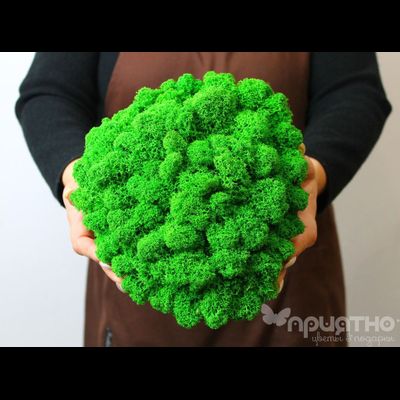 ЖИВАЯ ЭКО-КАРТИНА 1040